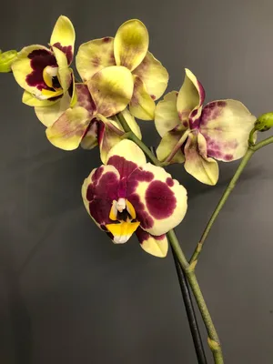 Заказать Орхидея Фаленопсис Микс 2-х ствольная за 2500 руб. в городе  Геленджике - «Skav-flowers»