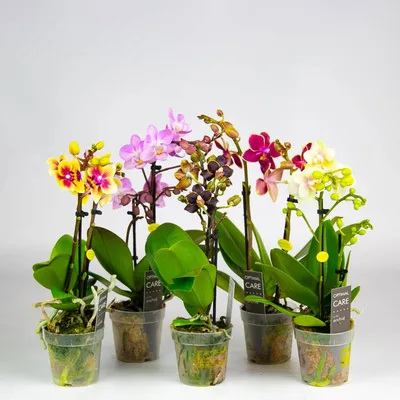 Фаленопсис Микс 2 ст - цена, купить комнатные растения с доставкой в Москве  - магазин ПРОСТОЦВЕТЫ