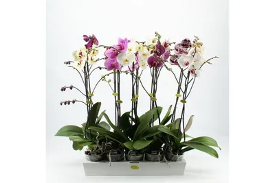 PHALAENOPSIS MIX P15 – Garden Flower