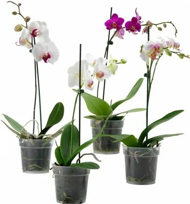 Купить Фаленопсис мини multi микс d7. Орхидеи в ассортименте!