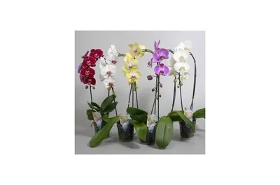 Орхидея Фаленопсис Микс h12 d50-60 см - купить в Москве, цены на Мегамаркет