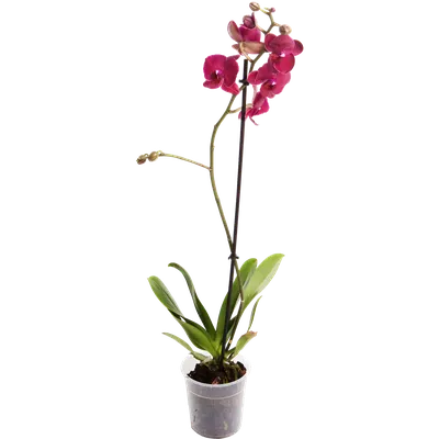 Купить Фаленопсис микс 2 ствола А1. Орхидеи в наличии, большой выбор!