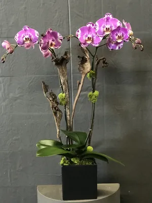 Купить Орхидея Фаленопсис для Ваших близких, с доставкой по Запорожью! Наши  флористы с удовольствием соберут для Вас букет из самых свежих цветов!