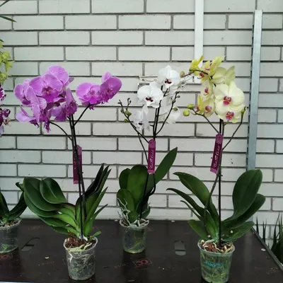 Два Ботаника - Комнатное растение Орхидея Фаленопсис микс, арт. 8182331