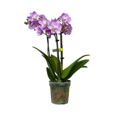 Орхидея Фаленопсис микс 1 ст d12 см