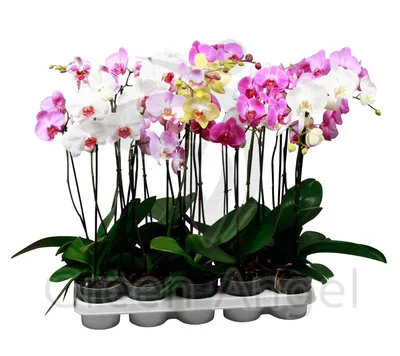 Орхидея Фаленопсис микс 1 стебель ø12 h50 см по цене 998 ₽/шт. купить в  Ставрополе в интернет-магазине Леруа Мерлен