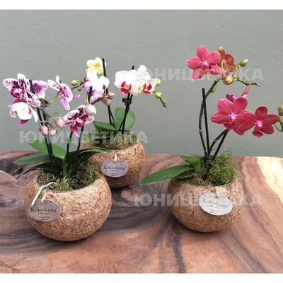 Купить Орхидеи Фаленопсис недорого в интернет-магазине Ванроуз, Заказать  Фаленопис с доставкой СПБ.