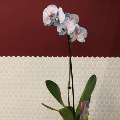 Купить Орхидея фаленопсис Микс д12 1 ствол. Орхидеи Фаленопсис, разные  цвета и размеры!