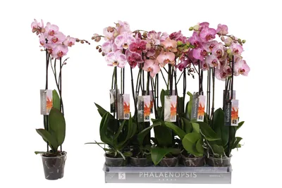 Орхидея Фаленопсис микс 1 ствол в Москве по доступным ценам. Заказать.