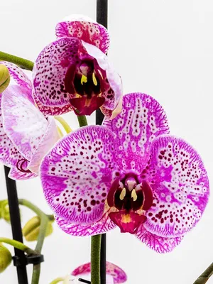 https://yaroslavl.leroymerlin.ru/product/orhideya-falenopsis-miks-mini-6-h20-sm-85324971/