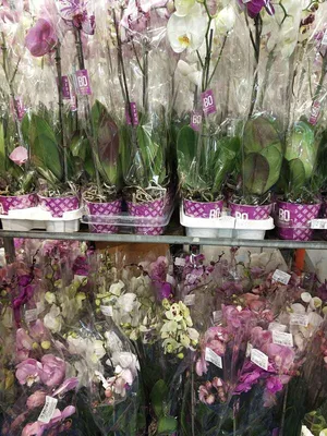 Орхидея фаленопсис мини микс 6/15 по цене 1 299 руб. - Интернет-магазин  Liodoro