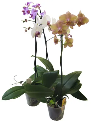 Орхидея Фаленопсис 1 ствол микс — Рассада цветов и овощей.