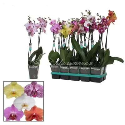 Орхидея Фаленопсис микс окрашенный 1 стебель ø12 h70 см - купить по  выгодной цене на KALOMBO.RU
