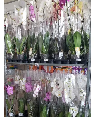 Phalaenopsis mixed 6 colours Specialty mix 18+ 2 stem | Phalaenopsis |  Phalaenopsis | Flowering indoor orchids | Flowering indoorplants |  Indoorplants | All products | OZ Planten