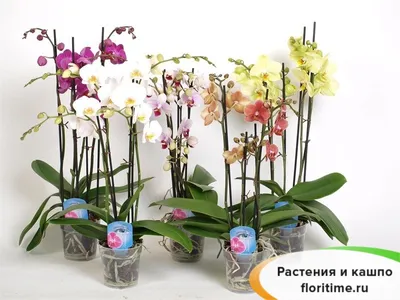 Орхидея Фаленопсис микс \"А\" ПРОМО 12/50: купить оптом в Москве