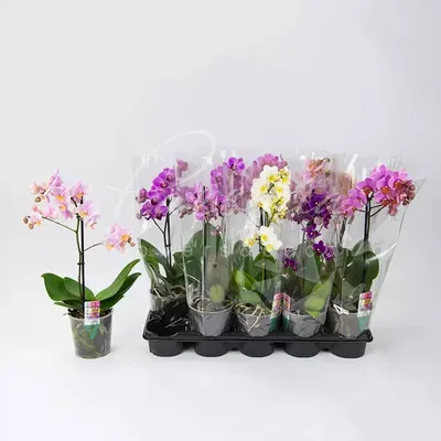 Купить Орхидея Фаленопсис Микс D9 в Москве