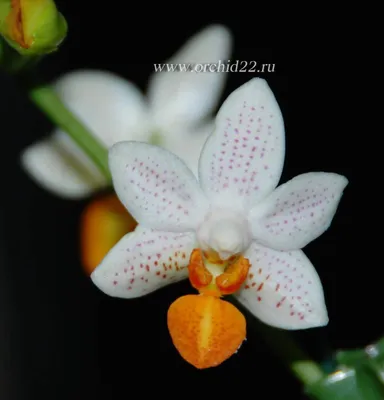 Phal. Mini Mark (фаленопсис Мини Марк) - YouTube