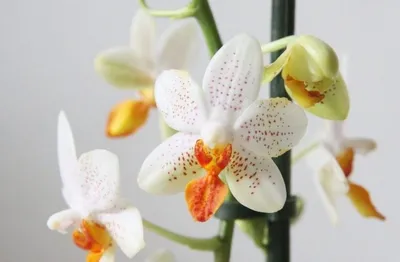 Орхидея Phalaenopsis Mini Mark (отцвел)