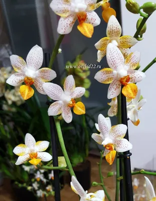 Фаленопсис Мини Марк 2 ствола купить в Москве - MAGICORCHID