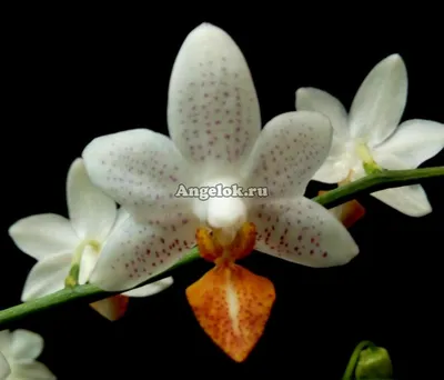 Фаленопсис Мини Марк (Phalaenopsis Mini Mark) — купить в интернет-магазине  Ангелок