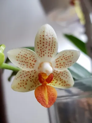 Фаленопсис Мини Марк (Phalaenopsis Mini Mark) Тайвань — купить в  интернет-магазине Ангелок