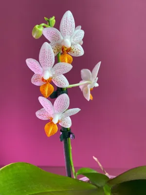 Орхидея Фаленопсис Мини Марк купить в Москве с доставкой | Магазин растений  Bloom Story (Блум Стори)