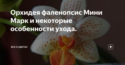 Орхидея Мини Марк (Phal.Mini Mark) весёлое цветение ✓ Аромат как бонус  😃🤩😍 - YouTube