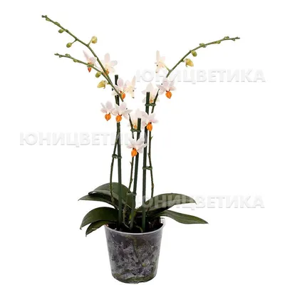 Phalaenopsis Мини Марк Холм Сливочный Белый Цветок — стоковые фотографии и  другие картинки Без людей - iStock