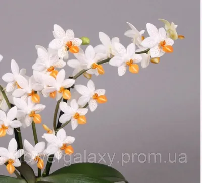 Орхидея фаленопсис ароматная Мини Марк Phal. Mini Mark 1.7 (торфстакан)  (ID#1838234551), цена: 255 ₴, купить на Prom.ua