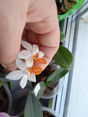 Мини Марк от Plants.bg с отлична цена