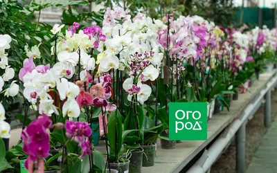 Aroma phalaenopsis | Orchid flower, Phalaenopsis orchid, Orchids