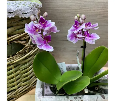 Орхидея Phalaenopsis Гибридных Мини Марк Мария Тереза — стоковые фотографии  и другие картинки Рост - iStock