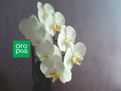Орхидеи фаленопсис мини | Сравнить цены и купить на Prom.ua