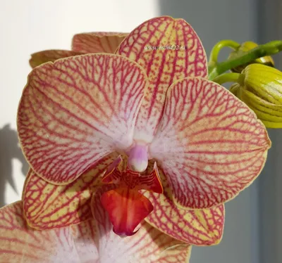 Орхидея Phalaenopsis Ravello