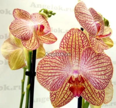Фаленопсис Равелло (Phalaenopsis Ravello) — купить в интернет-магазине  Ангелок