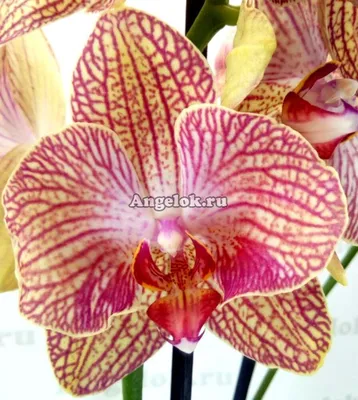 Фаленопсис Равелло (Phalaenopsis Ravello) — купить в интернет-магазине  Ангелок