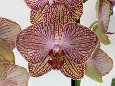 Орхидея Phalaenopsis Ravello (отцвел)