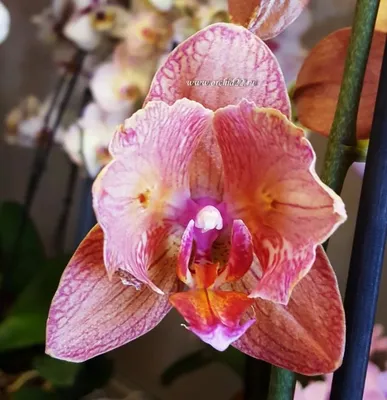 Орхидея Фаленопсис Грандифлора Равелло 65 см - купить в интернет-магазине с  доставкой по СПб