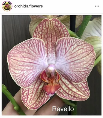 Орхидея Phalaenopsis Ravello peloric | Орхидея, Орхидеи, Цветение