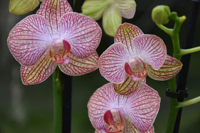 Орхидея Фаленопсис Ravello, 1ст., 60 см
