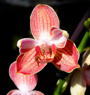 Phal. Ravello | Орхидеи, Орхидея, Бегония