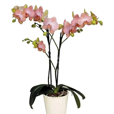 Phalaenopsis Ravello - Giulio Celandroni Orchidee