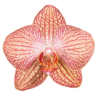 Phalaenopsis Anth. Ravello Phalaenopsis Ravello, 3-spike 22+ | Phalaenopsis  | Phalaenopsis | Flowering indoor orchids | Flowering indoorplants |  Indoorplants | All products | OZ Planten