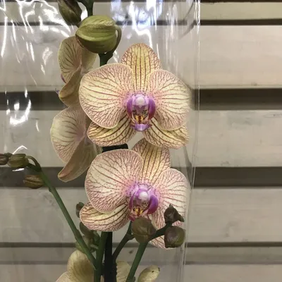 Орхидея Phalaenopsis Ravello (отцвел)