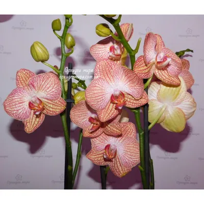 Купить орхидею Фаленопсис Равелло (Ravello) с доставкой по Украине.