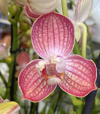 Орхидея фаленопсис Равелло – купить в Екатеринбурге, цена 1 100 руб.,  продано 5 августа 2020 – Растения и семена