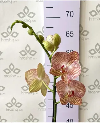 Орхидея Фаленопсис Ravello, 1ст., 60 см