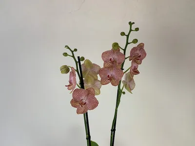 Phalaenopsis Ravello (1 Rispe) | Orchideen-Wichmann