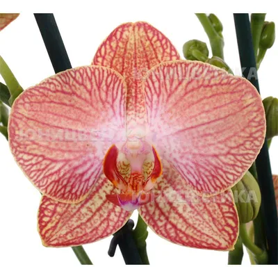 Орхидея фаленопсис ravello – купить в Москве, цена 650 руб., продано 1  октября 2020 – Растения и семена