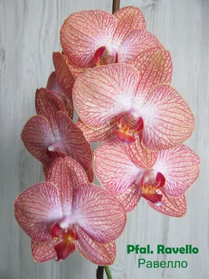 ОТЦВЕЛА орхидея фаленопсис равелло Salmion + растет цветонос: 450 грн. -  Комнатные растения Киев на Olx